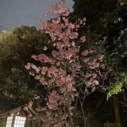 ヒメ日記 2026/03/20 23:26 投稿 柏木 熟女待機所 厚木店