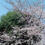 ヒメ日記 2026/03/29 10:46 投稿 柏木 熟女待機所 厚木店