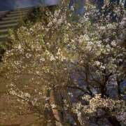 ヒメ日記 2026/04/05 22:46 投稿 柏木 熟女待機所 厚木店