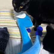 ヒメ日記 2026/01/08 09:32 投稿 まお 京都祇園・南インターちゃんこ