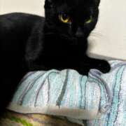 ヒメ日記 2026/01/18 19:29 投稿 まお 京都祇園・南インターちゃんこ