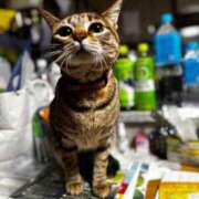 ヒメ日記 2026/03/17 13:43 投稿 まお 京都祇園・南インターちゃんこ