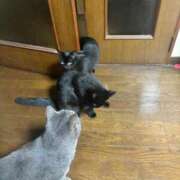 ヒメ日記 2026/04/11 10:05 投稿 まお 京都祇園・南インターちゃんこ