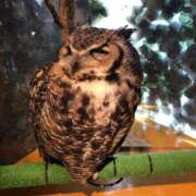 ヒメ日記 2026/01/27 11:09 投稿 はるな 丸妻 新横浜店