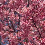 ヒメ日記 2026/03/27 16:29 投稿 はるな 丸妻 新横浜店