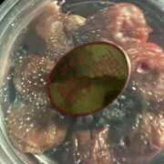 ヒメ日記 2026/04/06 19:06 投稿 【新人】みう 神奈川小田原ちゃんこ