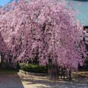 ヒメ日記 2026/03/24 07:10 投稿 りおな 東京人妻セレブリティ（ユメオト）