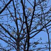 ヒメ日記 2026/03/25 14:49 投稿 りおな 東京人妻セレブリティ（ユメオト）