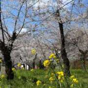ひなの 春はまだまだこれから！ Sakura Spa