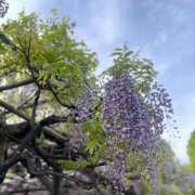 ヒメ日記 2026/05/03 15:00 投稿 ひなの Sakura Spa