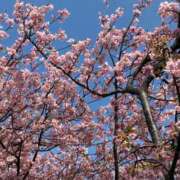 ヒメ日記 2026/02/14 11:56 投稿 つぼみ 川崎・東横人妻城