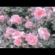 ヒメ日記 2026/03/20 18:10 投稿 早川しおり ウルトラロイヤル