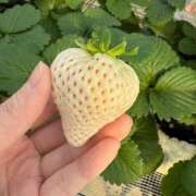 れん 本日初体験ありがとうございました♪ 舐めフェチの会