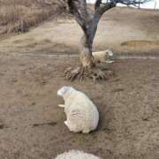 ヒメ日記 2026/02/06 18:06 投稿 伊織 おとなのわいせつ倶楽部 本厚木店