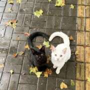 ヒメ日記 2026/03/06 22:31 投稿 和果奈　わかな 本庄人妻城