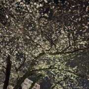 ヒメ日記 2026/03/27 19:48 投稿 楓 モアグループ大宮人妻花壇