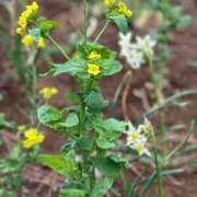 ヒメ日記 2026/03/27 17:39 投稿 とおこ 五反田人妻ヒットパレード（シンデレラグループ）