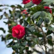 ヒメ日記 2026/03/30 10:26 投稿 とおこ 五反田人妻ヒットパレード（シンデレラグループ）