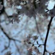 ヒメ日記 2026/04/07 12:49 投稿 とおこ 五反田人妻ヒットパレード（シンデレラグループ）