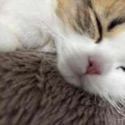 ヒメ日記 2026/02/12 16:19 投稿 かりん 石川小松ちゃんこ