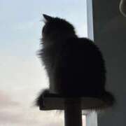 ヒメ日記 2026/03/22 01:22 投稿 かりん 石川小松ちゃんこ