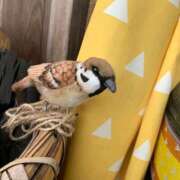 ヒメ日記 2026/02/09 03:08 投稿 なつき セレブクエスト-Nishikawa-