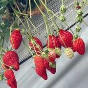 ヒメ日記 2026/04/01 19:37 投稿 なつき セレブクエスト-Nishikawa-