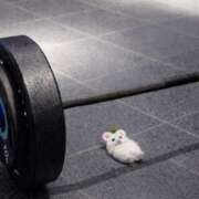 けろ☆ティナ お礼💌グランド505 にゃんだ☆full☆MIX（にゃんだふるみっくす）