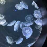 くれあ ごめんなさい🙇‍♀️ S級鑑定団