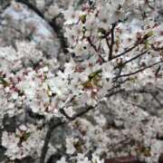 りな 明日は…♡ ぷるるん小町 京橋店
