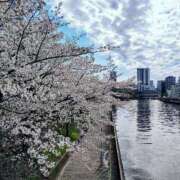 りな 桜ソングといえば？ ぷるるん小町 京橋店