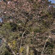 ヒメ日記 2026/02/25 11:44 投稿 八雲 紅 こあくまな熟女たち 池袋店(KOAKUMAグループ)