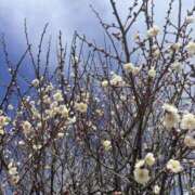 ヒメ日記 2026/03/12 11:34 投稿 花芽うるは(かがうるは） 五十路マダムエクスプレス厚木店(カサブランカグループ)