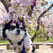みか お礼🩷 コスプレ痴漢電車