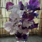 ヒメ日記 2026/01/26 17:09 投稿 新庄 あゆみ こあくまな熟女たち豊橋店（KOAKUMAグループ）