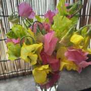 ヒメ日記 2026/02/21 14:11 投稿 新庄 あゆみ こあくまな熟女たち豊橋店（KOAKUMAグループ）