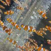 ヒメ日記 2026/01/17 18:57 投稿 松坂 モアグループ所沢人妻城