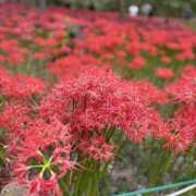 ヒメ日記 2026/01/30 23:27 投稿 松坂 モアグループ所沢人妻城