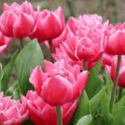 ヒメ日記 2026/01/17 23:58 投稿 りょう 天使のゆびさき 船橋店(カサブランカグループ)