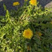 ヒメ日記 2026/03/29 09:46 投稿 りょう 天使のゆびさき 船橋店(カサブランカグループ)