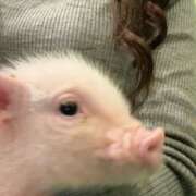 ヒメ日記 2026/01/30 12:12 投稿 さら★彼女感MAXの純情癒し系 Chloe鶯谷・上野店 S級素人清楚系デリヘル