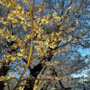 ヒメ日記 2026/04/05 15:19 投稿 さら★彼女感MAXの純情癒し系 Chloe鶯谷・上野店 S級素人清楚系デリヘル