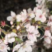 ヒメ日記 2026/04/11 11:20 投稿 さとみ 人妻の輝き(大阪)