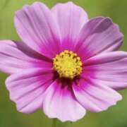 ヒメ日記 2026/01/11 01:25 投稿 日高　あんな 出張メンズエステ ロマンスSPA 奈良