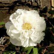 ヒメ日記 2026/01/12 08:45 投稿 日高　あんな 出張メンズエステ ロマンスSPA 奈良