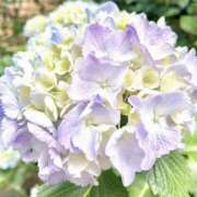 ヒメ日記 2026/01/15 09:53 投稿 日高　あんな 出張メンズエステ ロマンスSPA 奈良