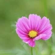 ヒメ日記 2026/01/16 00:02 投稿 日高　あんな 出張メンズエステ ロマンスSPA 奈良