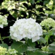 ヒメ日記 2026/01/17 09:21 投稿 日高　あんな 出張メンズエステ ロマンスSPA 奈良