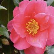 ヒメ日記 2026/01/18 00:07 投稿 日高　あんな 出張メンズエステ ロマンスSPA 奈良