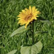 日高　あんな ありがとう(*´ω｀*) 出張メンズエステ ロマンスSPA 奈良